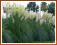 Trawa pampasowa 'Witte Pluim' (Cortaderia)  p11