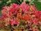 Żurawka 'Marmalade' (Heuchera) p9