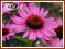 Jeżówka 'Ruby Giant' (Echinacea) sadzonki C1