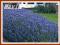Lawenda Munstead (Lavandula angustifolia) p9