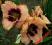 LILIOWIEC, LILIOWCE, HEMEROCALLIS DARING DILLEMA