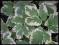 PODAGRYCZNIK variegata - sadzonki