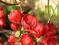 Pigwowiec Japoński  Chaenomeles japonica  Owoce