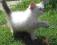 syberyjskie koty syberyjski kot neva cudne kocurki