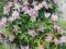 CLEMATIS POWOJNIK MARKHAM'S PINK -30% obniżka