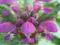 ***  JASNOTA PLAMISTA  (ciemno różowa)  ***