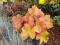Żuraweczka , heucherella ,,Southern Comfort  ''