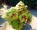 Żuraweczka , heucherella ,,Stoplight  ''