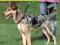 Trixie Szelki  Easy Walk M 33-47 1302