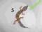 Młode gekony lamparcie - Częstochowa Podrostki