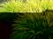 Hakonechloa 'All Gold' Złocista Trawa bambusowa P9