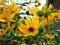 SŁONECZNICZEK SZORSTKI Heliopsis SADZONKI BYLINY