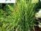 trawa ozdobna Miscanthus Giraffe-SADZONKA