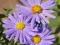 ASTER KRZACZASTY NIEBIESKI ASTER DUMOSUS
