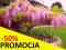 WISTERIA 'ROSEA' Najpiękniejsze pnącze świata !