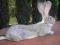Olbrzym Belgijski Srebrny BOS królik króliki
