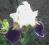 Irys biało-fioletowy