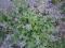 Kocimiętka Nepeta Mussini
