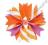 GYMBOREE spinka spineczka Rozetka Pinwheel Pastels