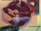 GUITAR BASICS [WITH CD] Bruce Buckingham