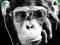 Steez DJ - Monkey - Okulary - plakat 61x91,5 cm