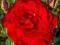 acm RÓŻA CZERWONA GRAND HOTEL PNĄCA KWITNĄCA SADZ.