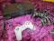 KONSOLA PS2 SONY + 2 PADY TANIO !!