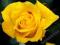 RÓŻE - RÓŻA WIELKOKWIATOWA ŻÓŁTA #OKAZJA#