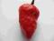 Naga Bhut Jolokia świeża __ OSTRA __ 1.000.000 SHU