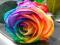 Tęczowa róża RAINBOW ROSE 9 KOLORÓW !!! 27 szt. !