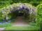 WISTERIA FIOLETOWA GLICYNIA 30-40cm sadzonka 1litr