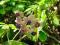 Akebia Quinata Silver Bells sadzonki 70cm C2