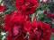 acm RÓŻA PARKOWA ROTER KORSAR CZERWONA KWITNĄCA