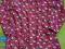 tunika Hello Kitty H&amp;M 116 NOWA