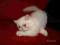 Filigranowa koteczka egzotyczna z rodowodem FPL