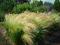 Ostnica mocna 'Pony Tails' Stipa tenuissima P9