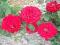 Róże róża Rabatowa EUROPANA Rosa Ogród w DONICZCE
