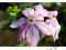 Powojnik Clematis 'John Warren! Duży kwiat!!!