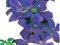 10 X CLEMATIS MIX ODMIAN sadzonki powojnik 20-60cm