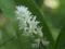 Maianthemum racemosum Majanthemum majówka konwalia
