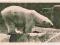 Warszawa ZOO niedźwiedź polarny opis PROPAGANDA
