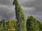 Picea omorica 'Pendula Bruns' - Świerk serbski HIT