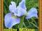 IRIS CAMBRIDGE niebieski kosaciec irys BLUE
