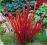 Imperata czerwona trawa RED BARON 40cm /TWOJESADY