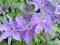 CLEMATIS WIELKOKWIATOWY 