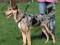 TRIXIE EASY WALK SZELKI DLA PSA SZKOLENIOWE r.M