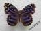 motyl Myscelia ethusa Male rare!