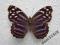 motyl Myscelia ethusa Female rare!