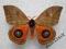 motyl Automeris illustris Male