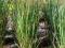 proso Panicum Warrior-sadzonka-wojownik w ogrodzie